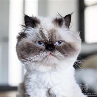 Cats of Instagram
